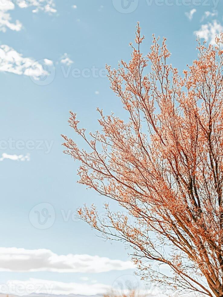 A tree with delicate branches against a bright blue sky with scattered clouds. photo