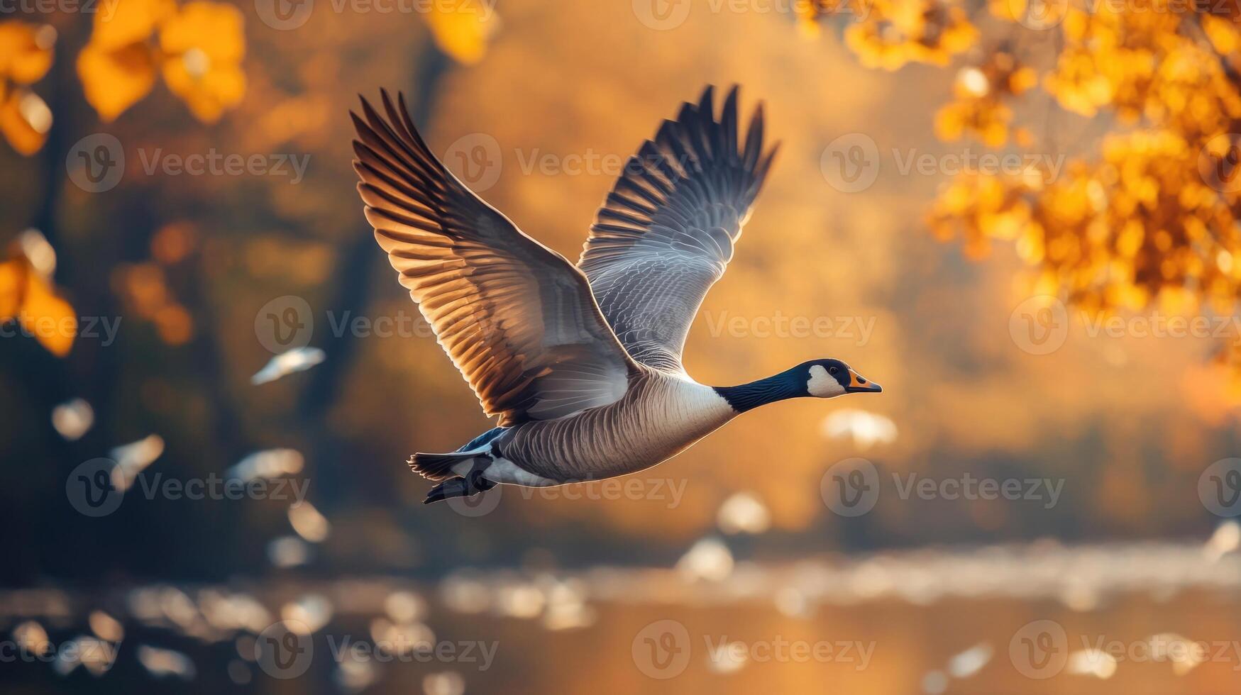 Canada goose in flight over a serene lake surrounded by autumn foliage at sunset photo