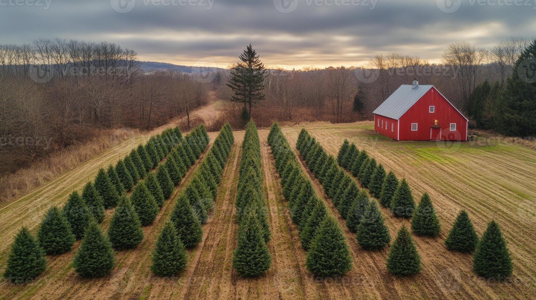 Christmas tree farm in winter with red barn and cloudy sky during late afternoon photo