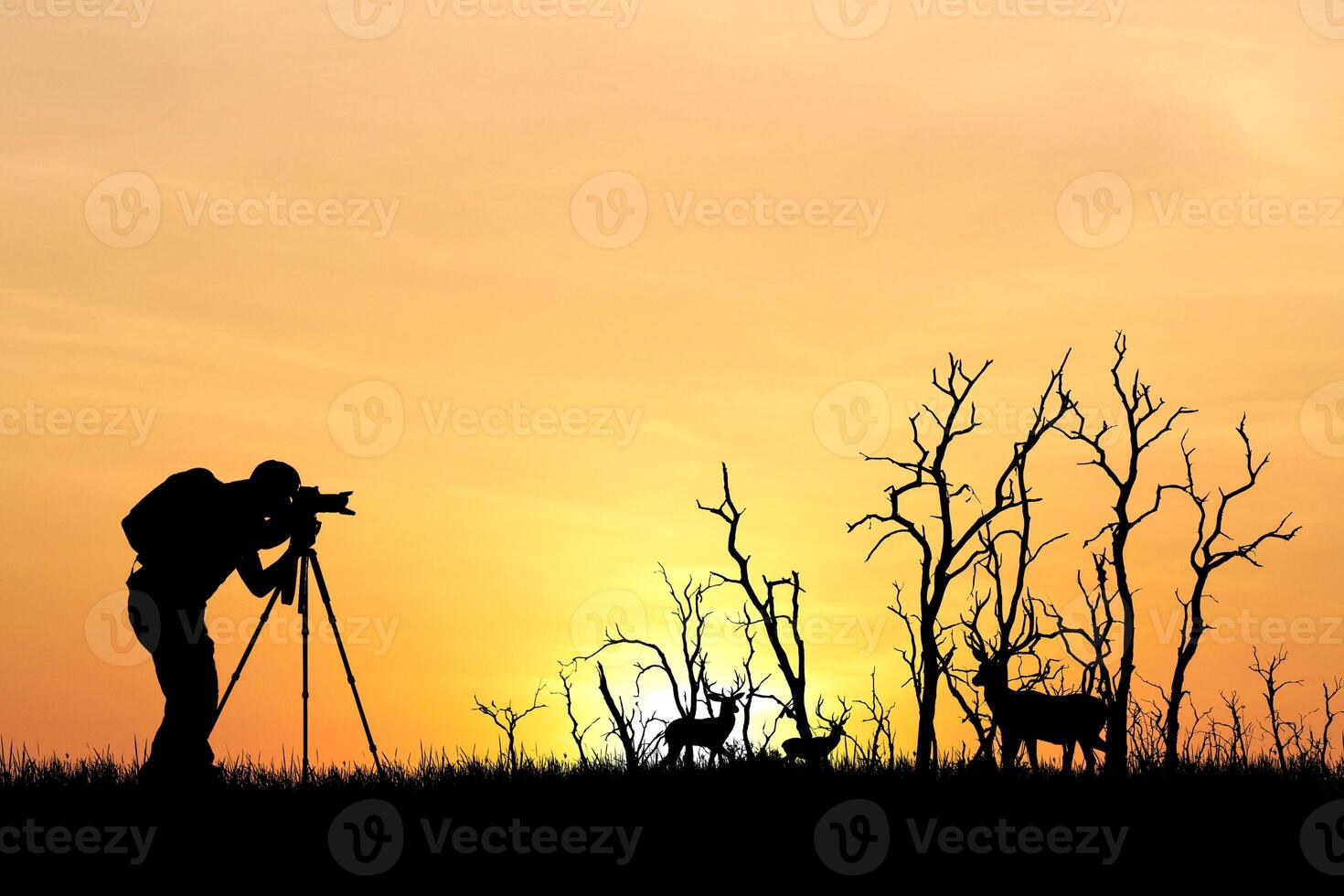 Silhouette of Photographer Capturing Wildlife at Sunset with Deer and Bare Trees in Scenic Natural Landscape photo
