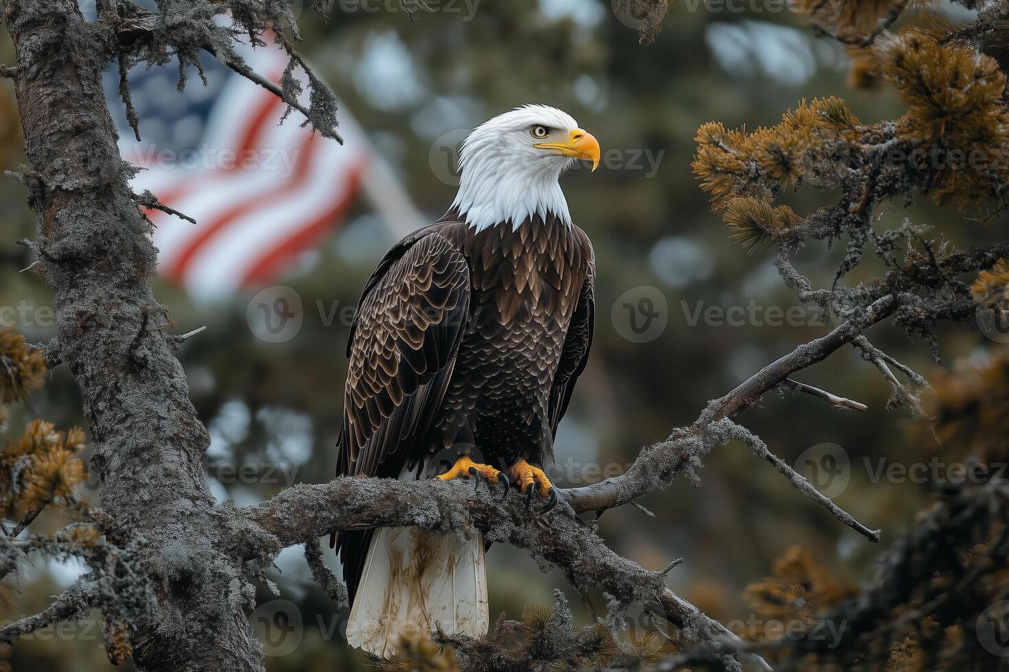 Majestic bald eagle perched on tree with american flag in background. photo