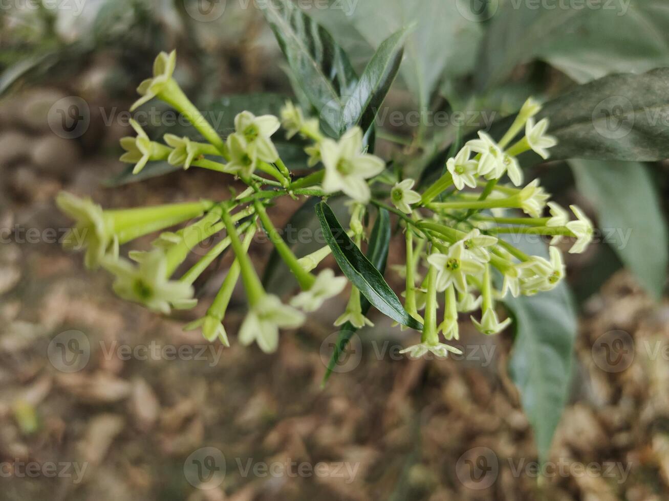 Flowers of night blooming jasmine photo