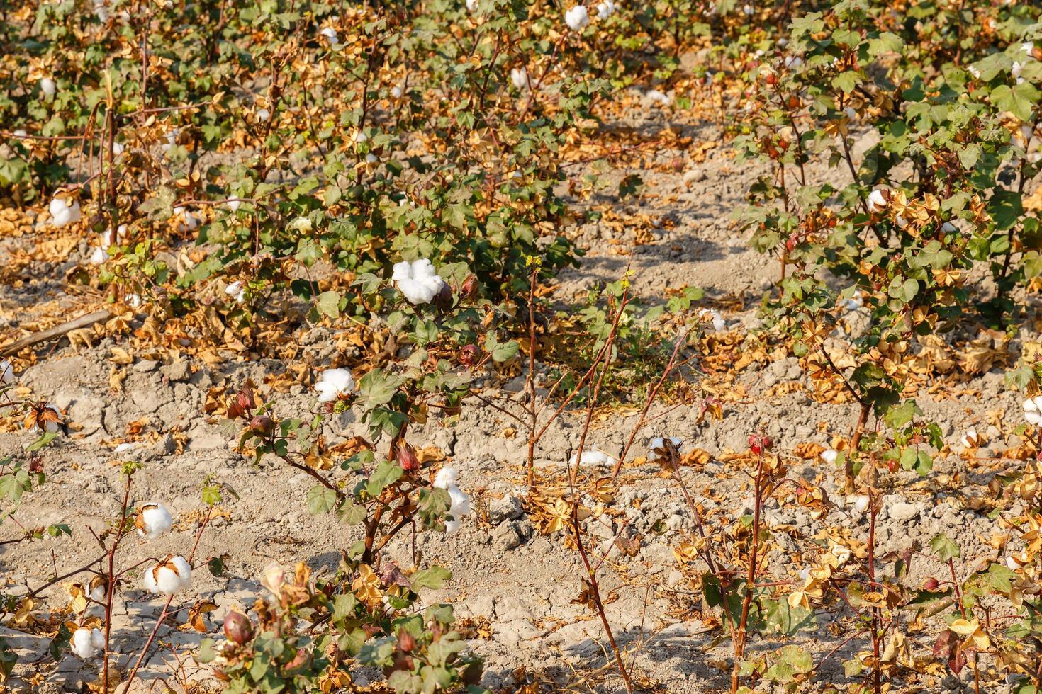 cotton field in Uzbekistan, cotton field, Branch of ripe cotton. photo