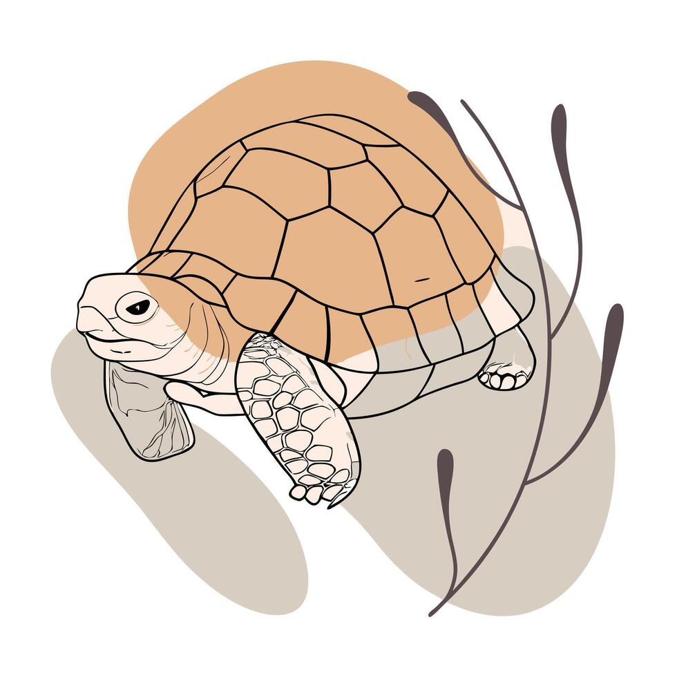 A turtle is walking on the ground with grass vector