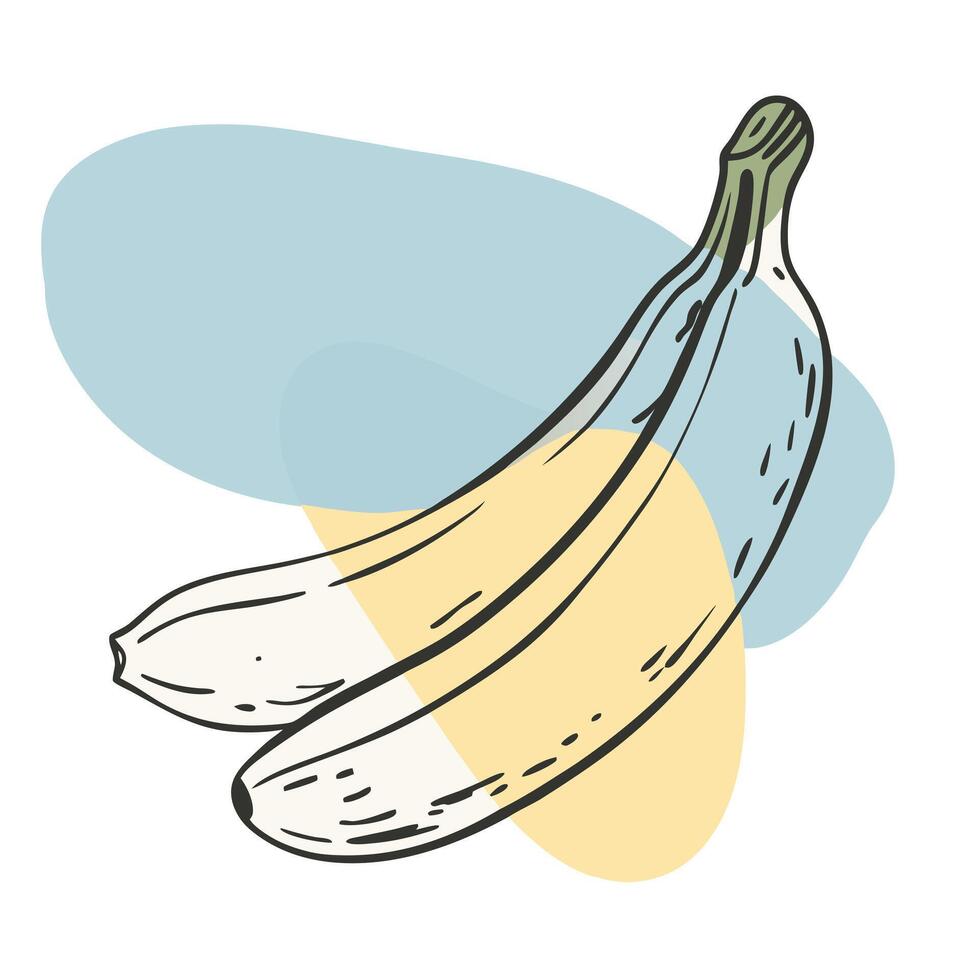 Banana illustration in color blobs vector