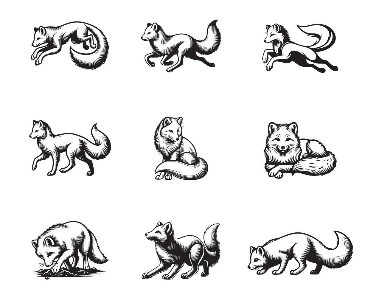Detailed Arctic Fox Illustrations for Nature Projects vector