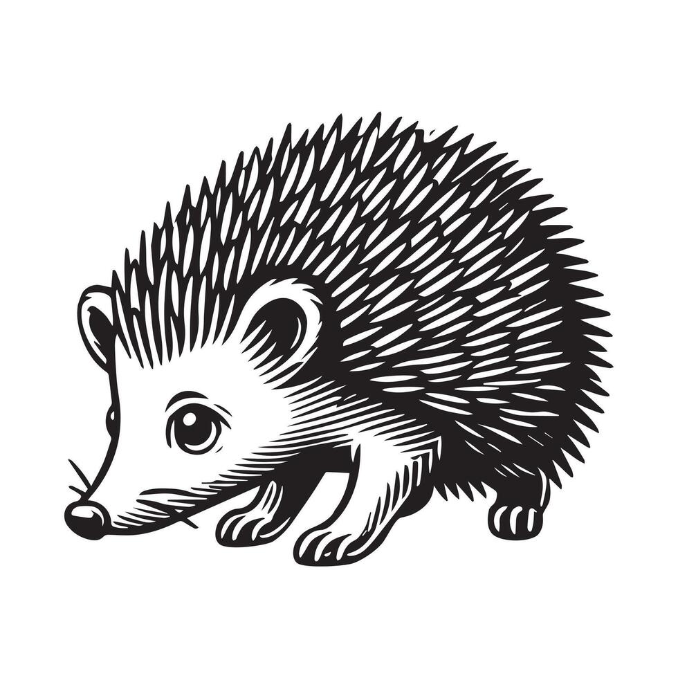 A hedgehog is shown in a black and white drawing vector