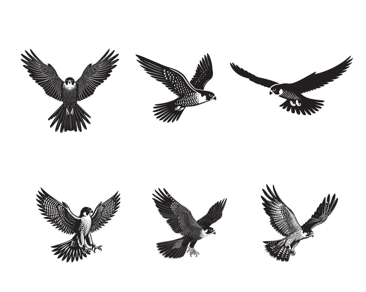 Collection of Peregrine falcon illustration vector