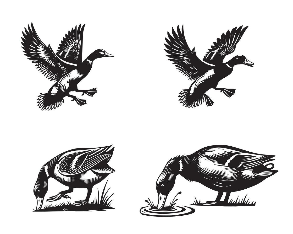 Mallard Duck Illustration Collection for Designers vector