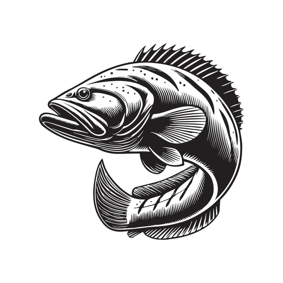 Goliath grouper fish illustration, Sea fish different poses Design Goliath grouper vector