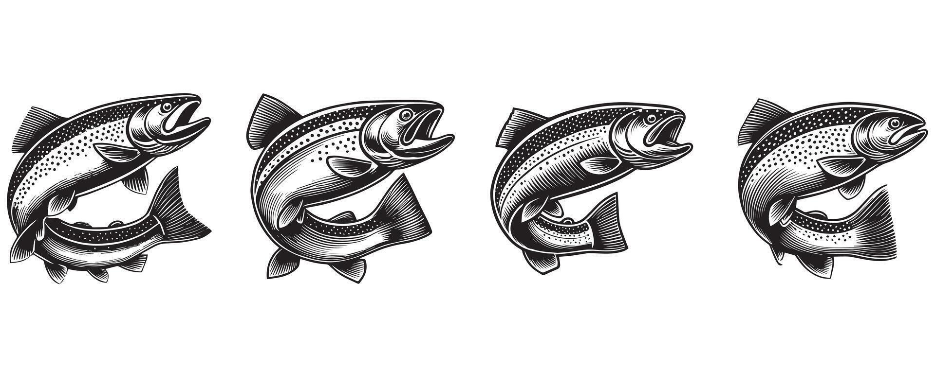 Collection of Rainbow Trout Fish Drawing Clipart vector