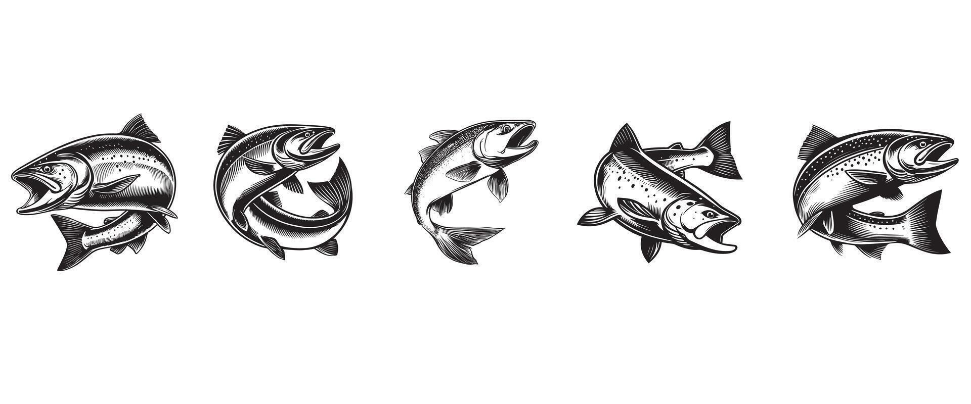 Detailed Atlantic Salmon Fish Graphic vector