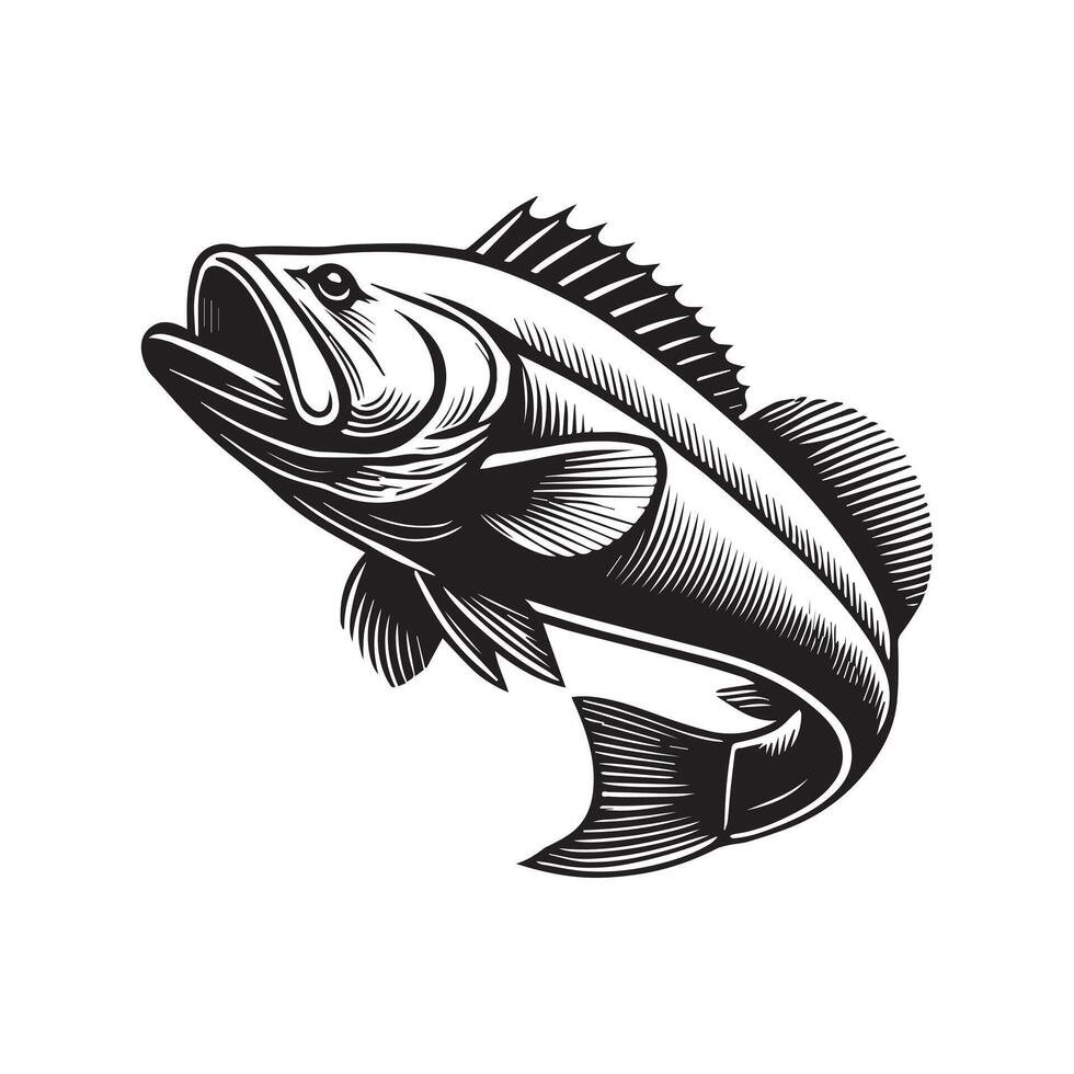 Goliath grouper fish different poses Design Goliath grouper vector