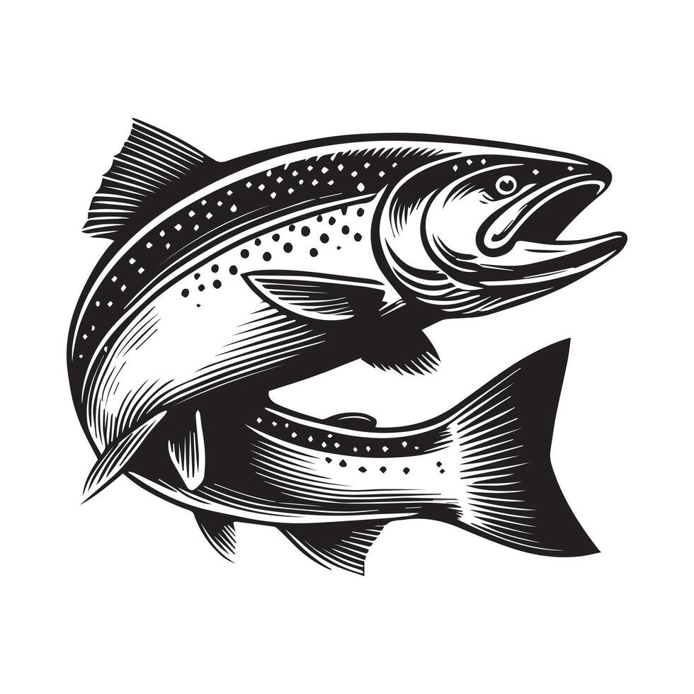 Atlantic Salmon Fish Illustration Artwork vector