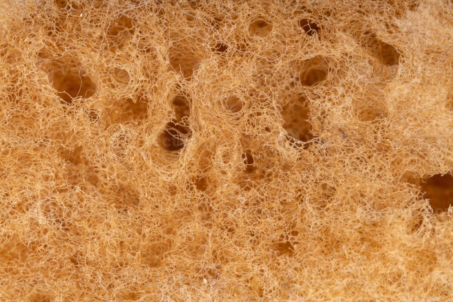 Macro close up of natural sea sponge texture photo