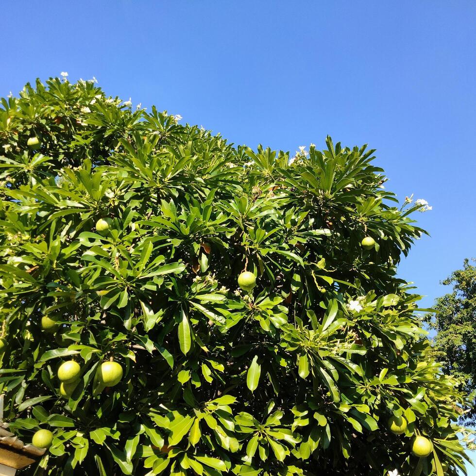 View of fresh leaves and fruit between tree branches photo