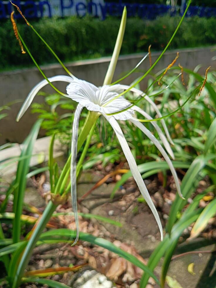 Beautiful flower that grows wild but lush and beautiful in the gutter photo