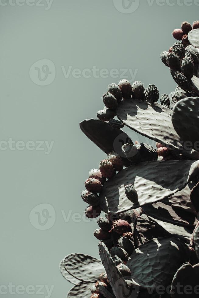Prickly pear cactus with muted mint green background in natural sunlight. photo