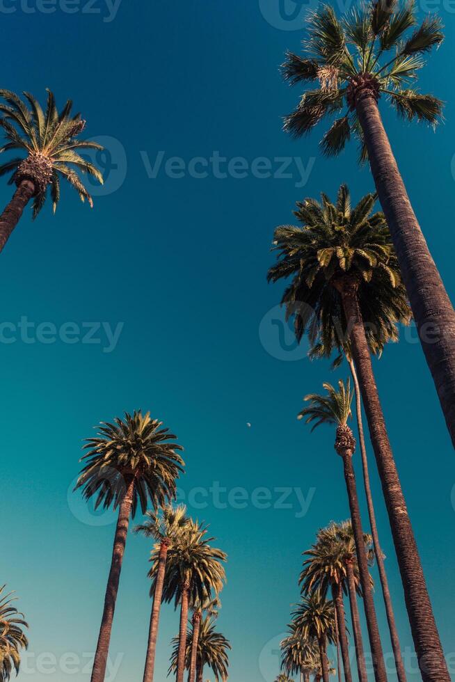 Palms of Beverly Hills in a diminishing perspective and copy space retro vintage tone photo