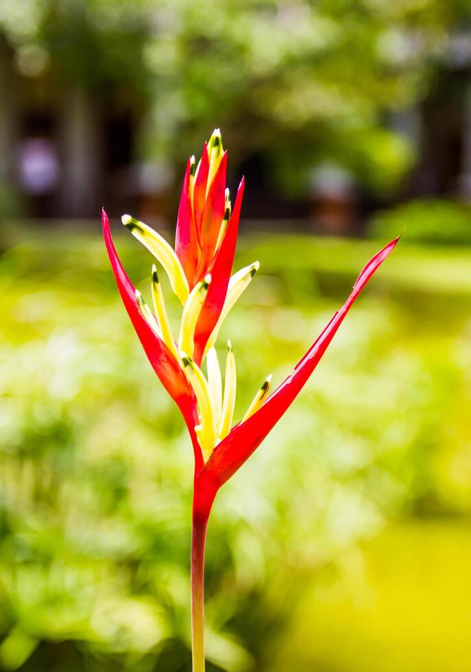 Heliconia flower on green background. photo