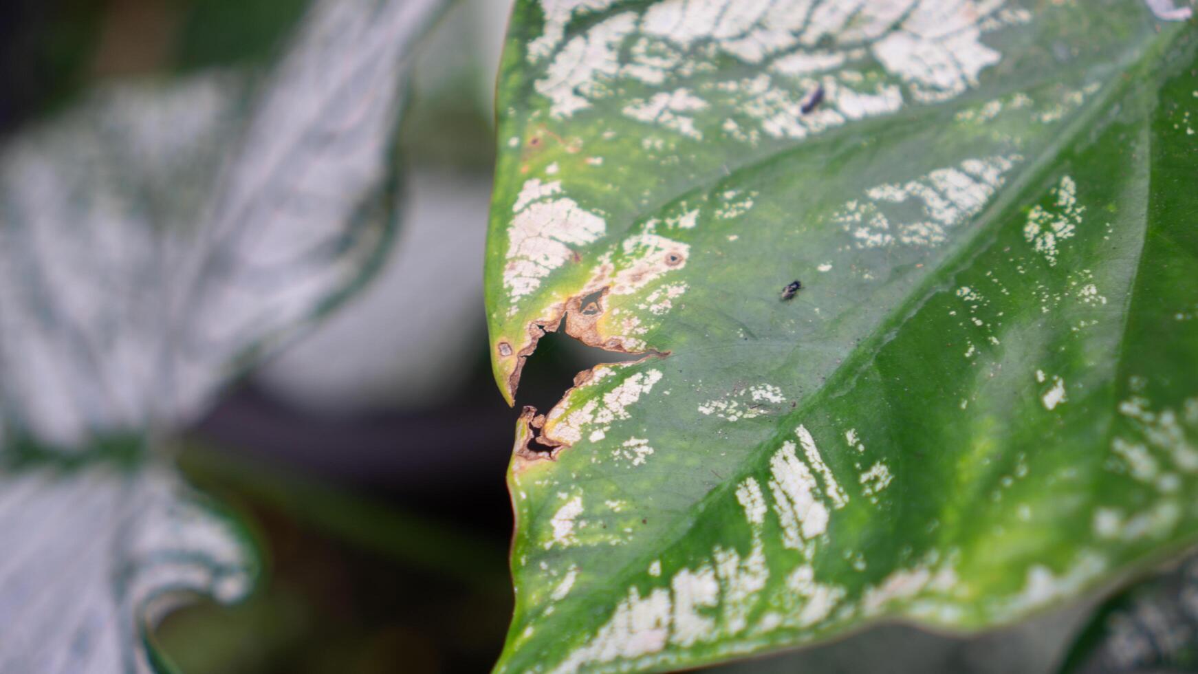 Close-Up of Damaged Green Leaf with Natural Patterns photo