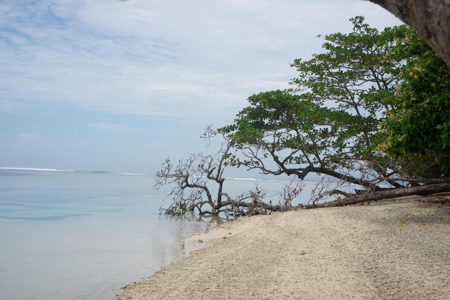 view at Cijeruk beach, West Java. view of the beach with a view of trees with lots of branches that have fallen and grown on the bottom of the beach and sea water photo
