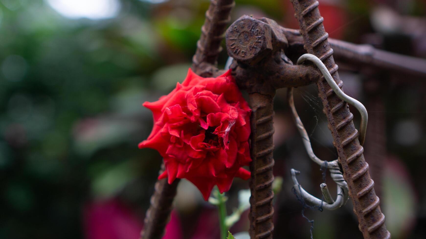 Red Rose Blooming on Rusty Metal Frame, Featuring Delicate Petals and Contrasting Texture photo