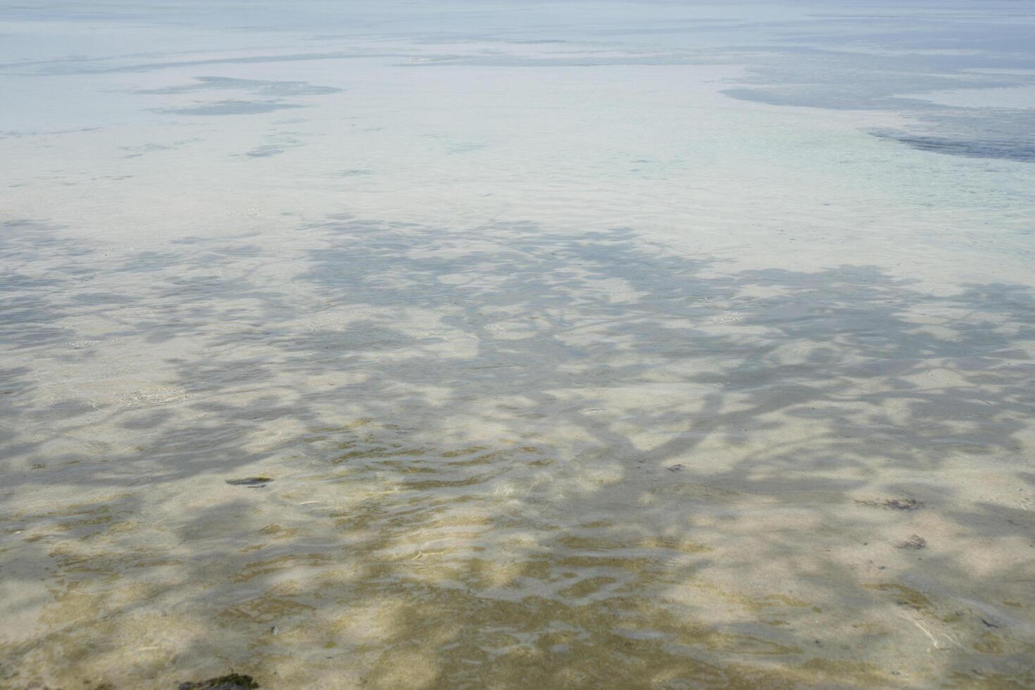 view of the edge of the beach with a view of the shadows of the trees hitting the sea water photo