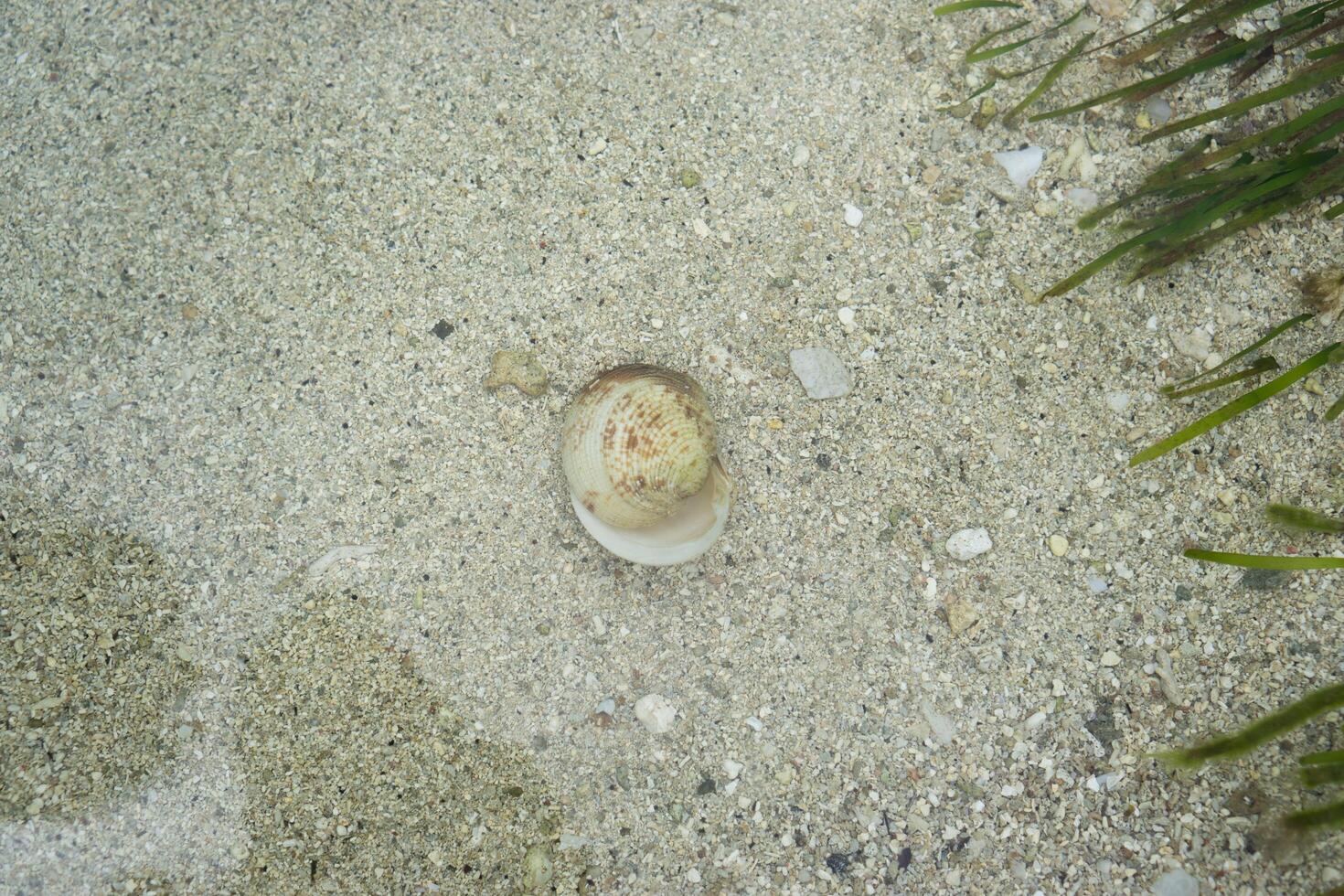 a brownish white shell on sea sand with some seaweed on the edge photo