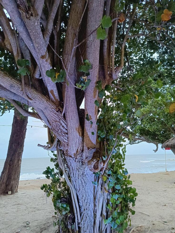 Tree with light at beach area. photo
