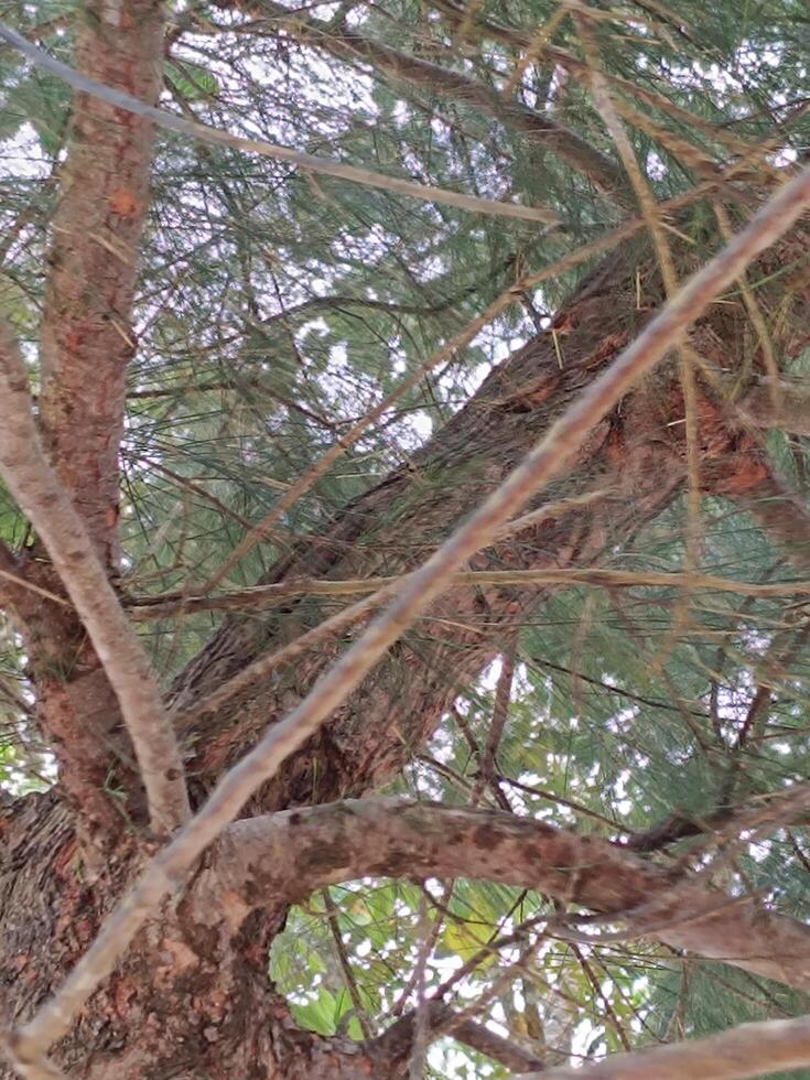 View from the bottom of tree. photo