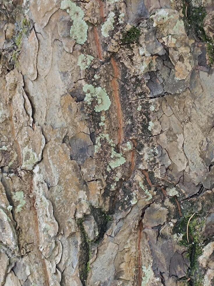 Tree trunk wood texture photo