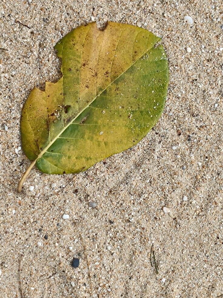 Yellow fallen leaf lying on beach sand. photo