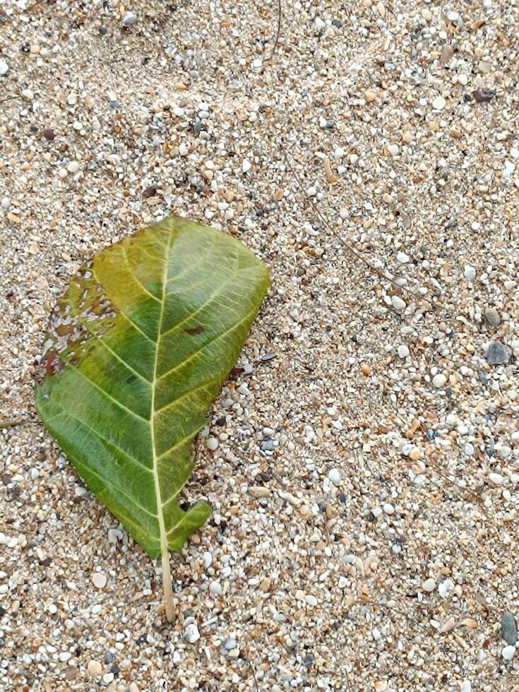 Brown fallen leaf lying on beach sand. For background picture. photo