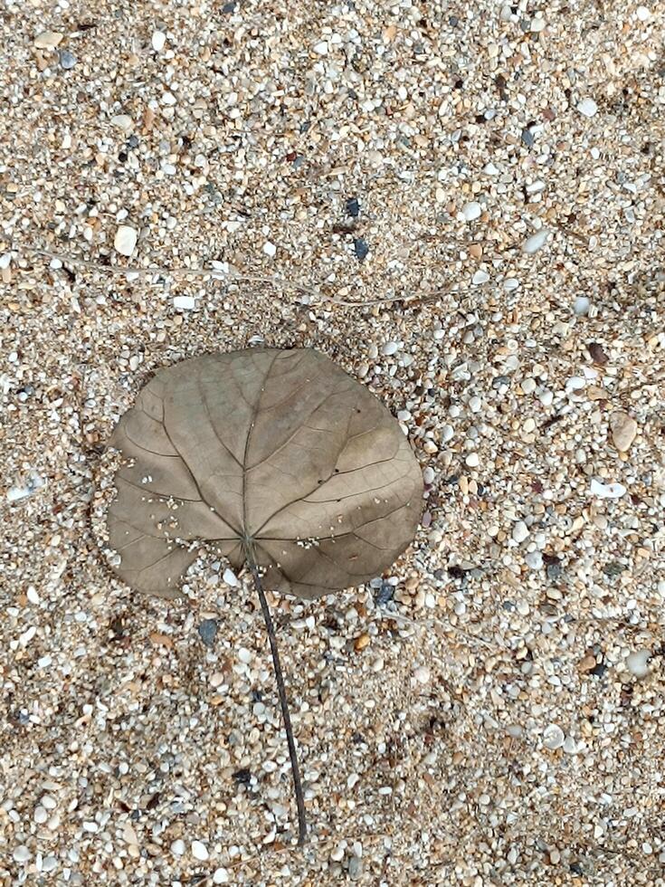 Brown fallen leaf photo