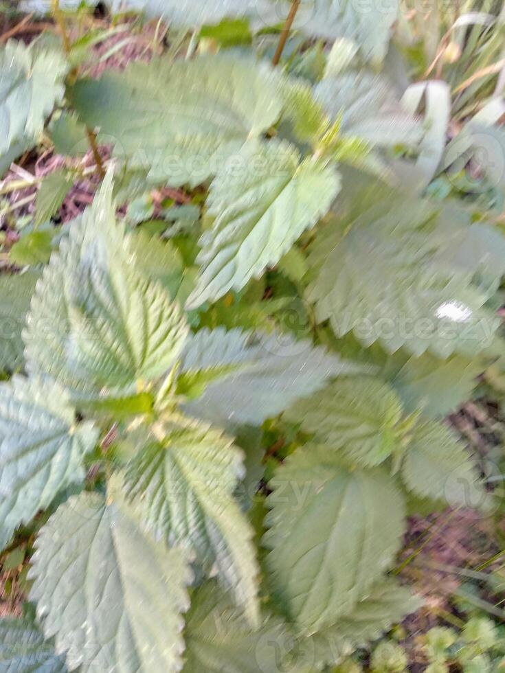 The intricate details of nature's design. A close-up view of lush, textured foliage. Discover the beauty in the wild. photo