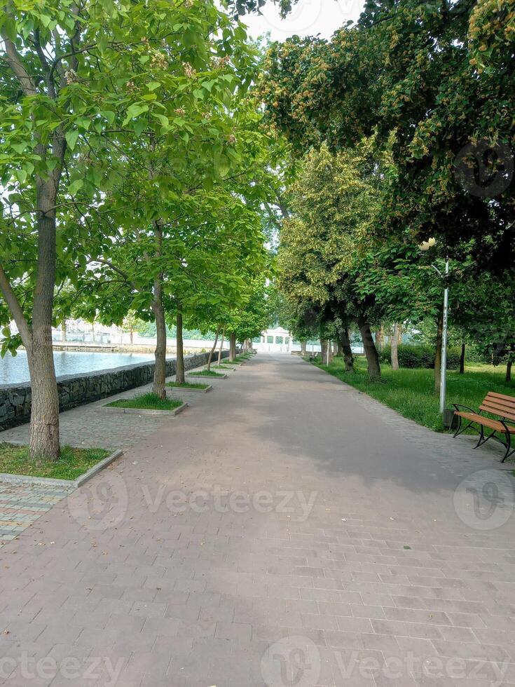 A tranquil park path lined with lush trees, inviting a peaceful stroll by the water's edge. Serenity awaits. photo