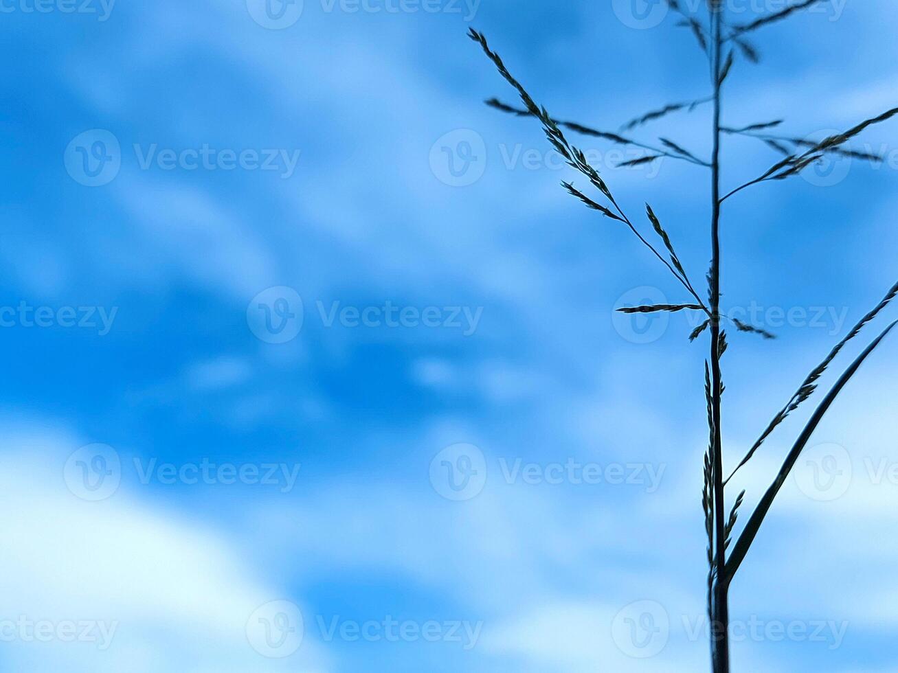 Low angle view of silhouette plant against blue sky photo