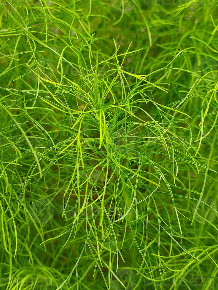 Close up photo of a bushy green fennel plant