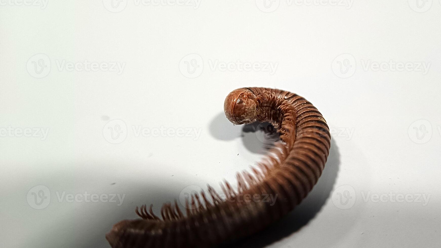 Millipedes on the floor-13 photo