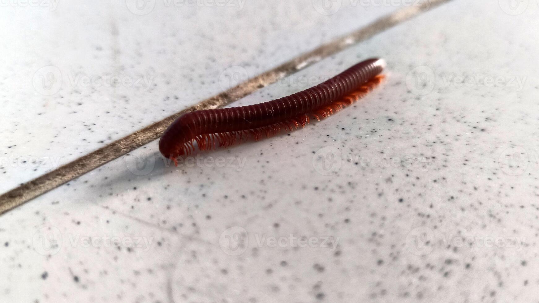 Millipedes on the floor-17 photo