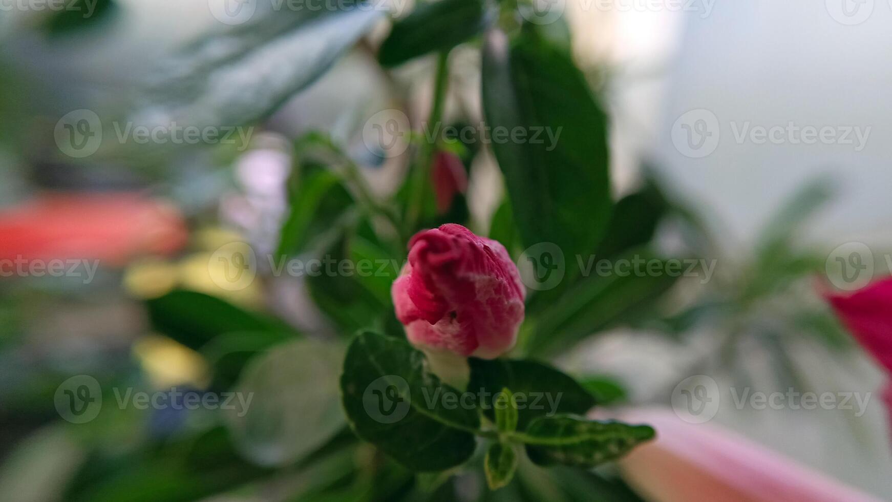 Japanese frangipani flower plant-11 photo