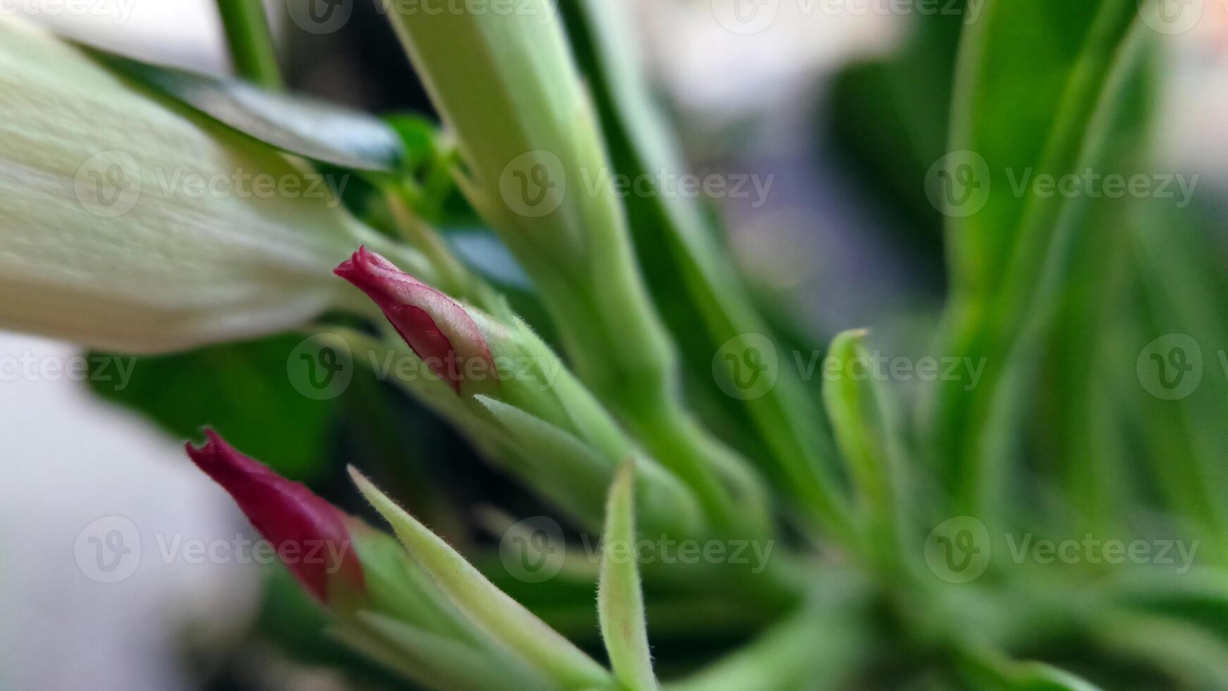 Japanese frangipani flower plant-7 photo