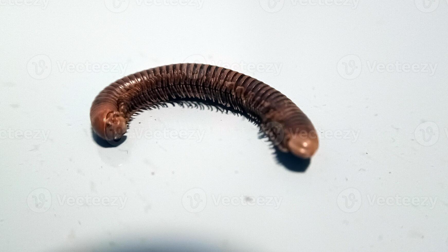 Millipedes on the floor-9 photo