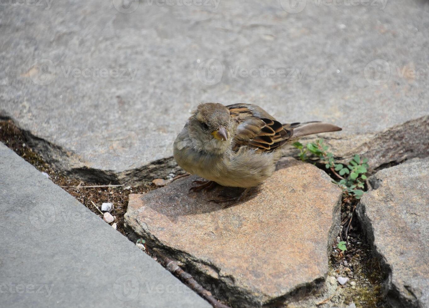 Very Cute Small Brown Sparrow Bird on a Walkway photo