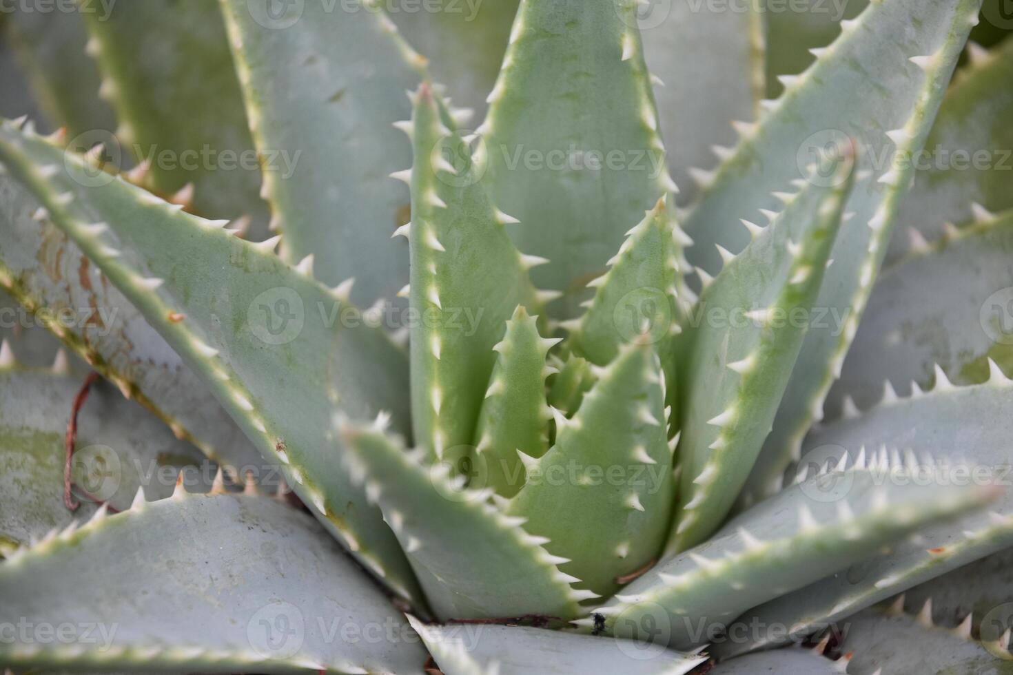 Aloe Brevifolia Plant Spiraling Around the Center photo
