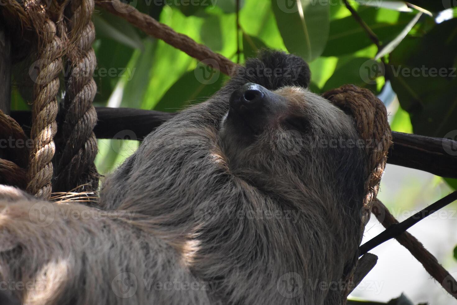 Up Close on the Face of a Sleeping Sloth photo