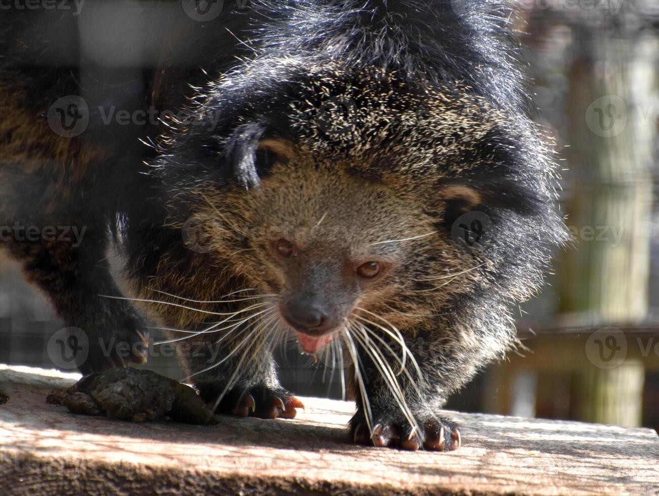 Binturong with a Little Pink Tongue Sticking Out photo