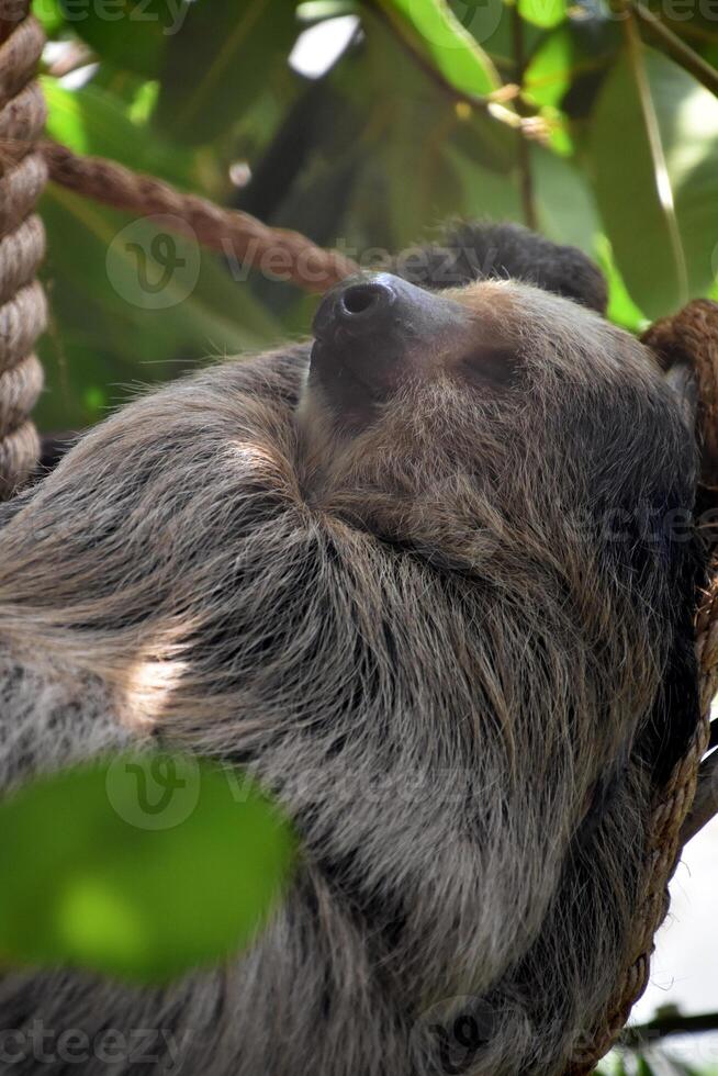 Neotropical Sloth Being Lazy in the Trees photo