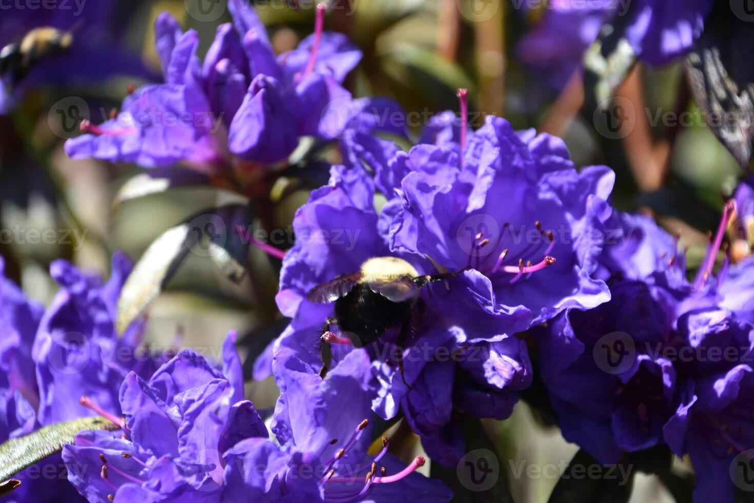 Bee on a Beautiful Purple Azalea Bush photo